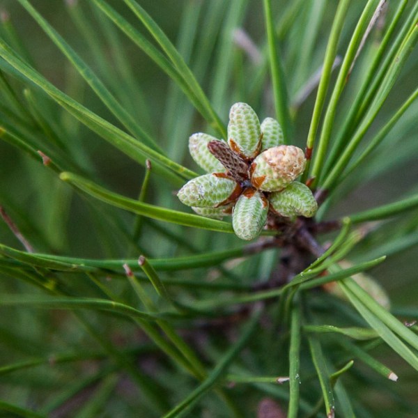 Young male cones.