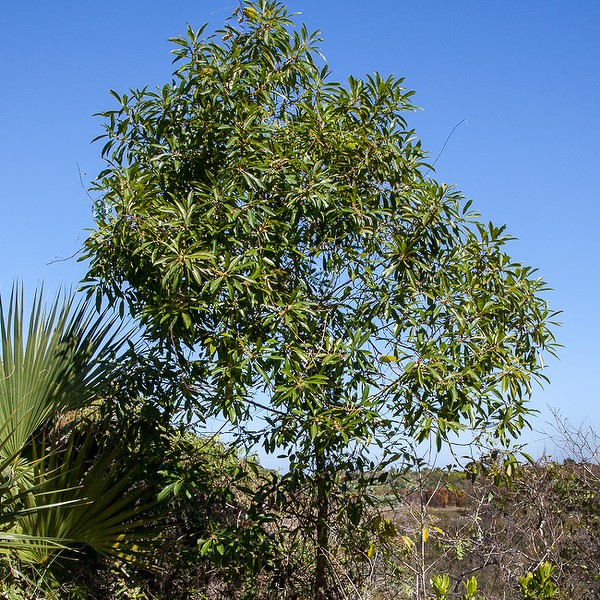 Willow-Bustic on Hobe Mountain.  All photos today by John Bradford.