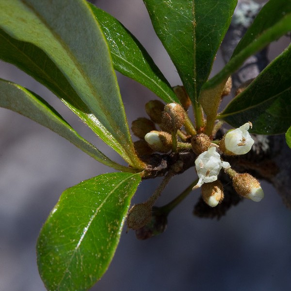 Tough Bully flowers yesterday (2/14)