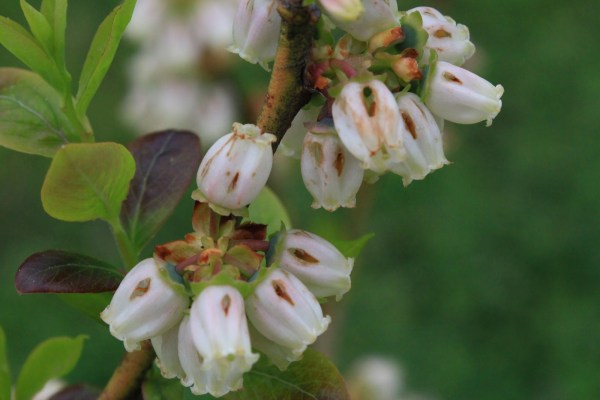 Related to Huckleberry, these Blueberry flowers have been perforated and robbed.    Prof. Pammel would like this photo, which I've borrowed from Google Images.