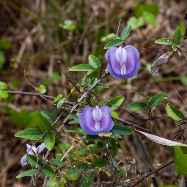 Centrosema virginianum 7