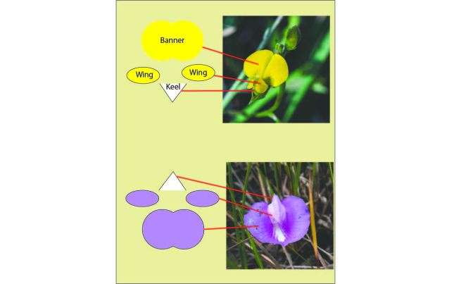 Top: Standard pea-type flower Bottom: Flipped Centrosema flower