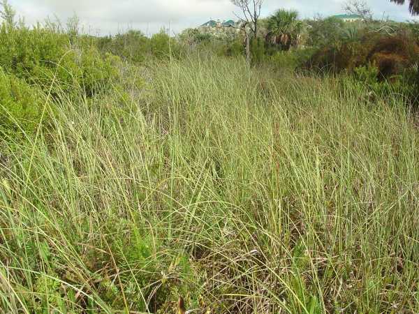 All photos today are Sawgrass by John Bradford.
