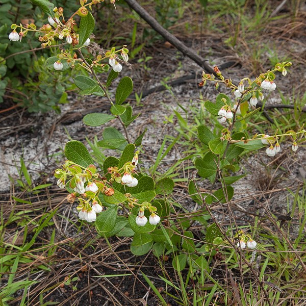 Dwarf Huckleberry.  All photos today, except the damaged blueberry flowers,  by John Bradford.