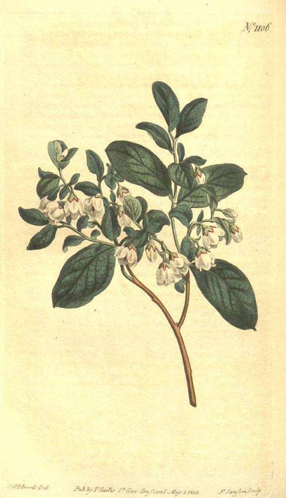 Our species, color plate from Curtis Botanical Magazine