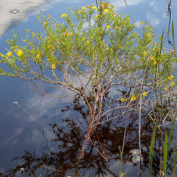 St. Johns Wort in JD Park Feb. 28.  All photos today by John Bradford