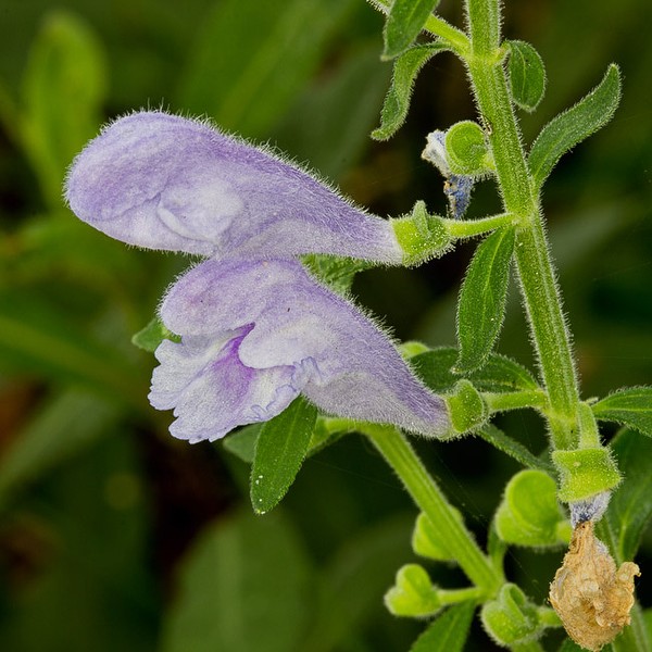Skullcap 3/28. Today's photos by John Bradford.
