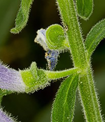 The scutes at the flower bases.  Little green "beanies" jutting up from the green cup formed by the fused sepals, the calyx tube.
