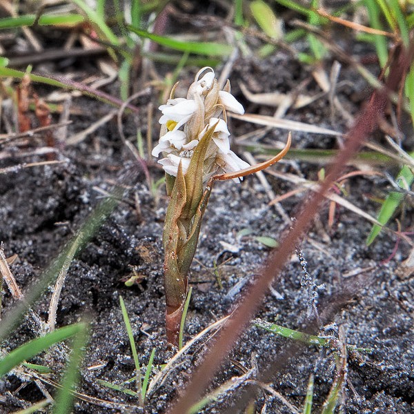 Lawn Orchid, Zeuxine,  in JD, Feb. 28