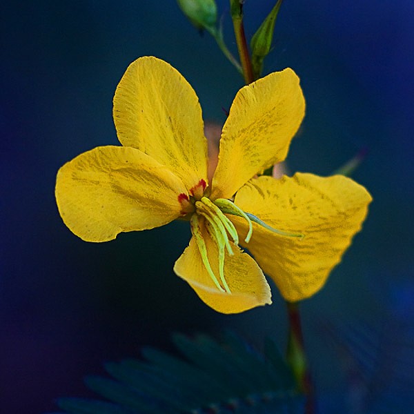 This photo (by JB) shows the short stamens and the longer ones.