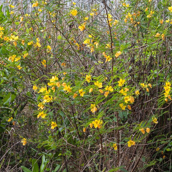 Partridge Pea (by JB)