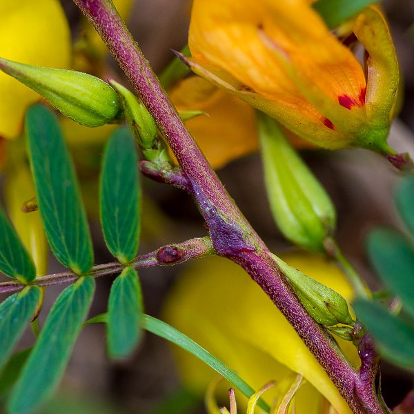 The gland is near the base of the leaf-stalk (JB)