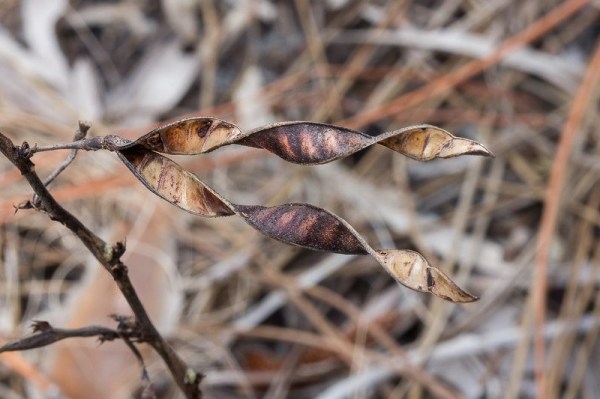 Even the opening pods have a mirror-image thing going on (JB).