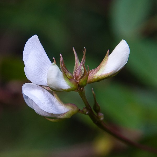 Galactia elliottii (All photos today by John Bradford)