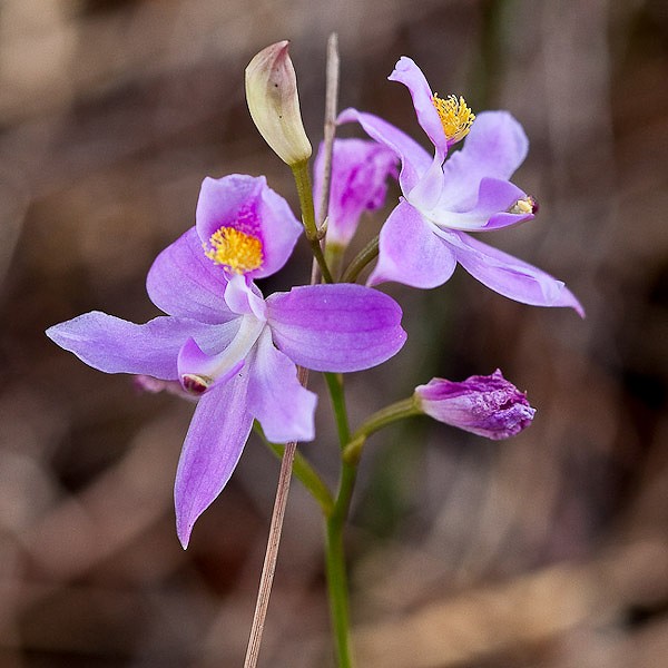 Grasspink Orchid (by John Bradford)
