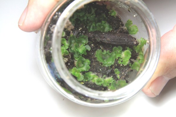 Fern gametophytes. Friends or foes? (by Evan Rogers)