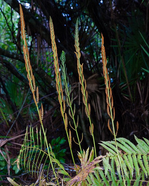 Cinnamon Fern with cinnamon sticks bearing spores (JB)