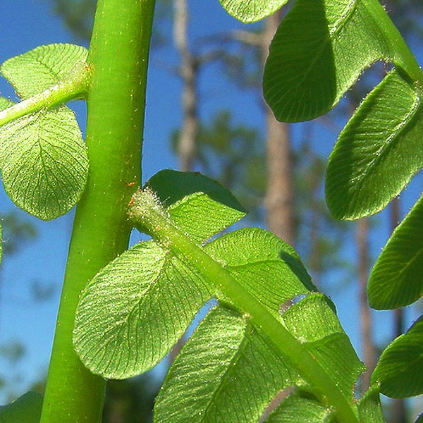 Cinnamon Fern hair tufts (JB)