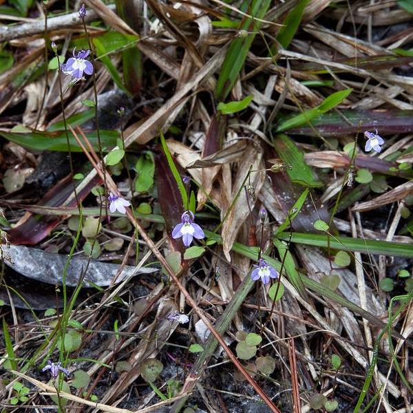 Lobelia feayana (by John Bradford)