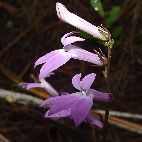 Lobelia glandulosa (by JB)