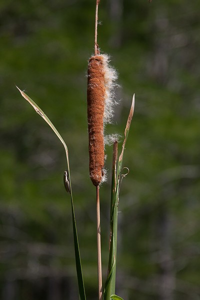 Cattail (by John Bradford)
