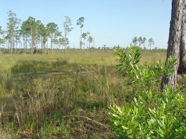 Pine Glades