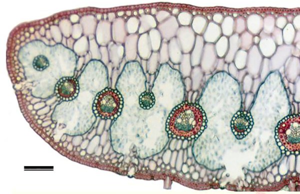 Eriocaulaceae leaf "slice." Microscope view.  Photo credit in text.
