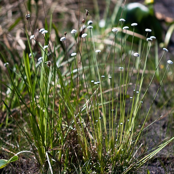 Eriocaulon compressum. Soft head, rounded bractlets beneath.  All Eriocaulons have rectangular air chambers in the leaf and root.