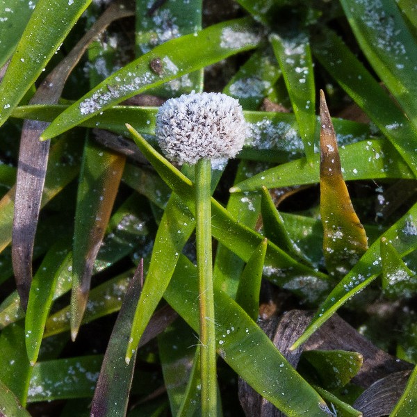 Lachnocaulon anceps.  White head.  Bigger then other local Lachnocaulon species. Disorganized hairs on stalk.