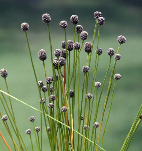 Lachnocaulon engleri.   The stalks are bare, and the elongate heads are chocolate.