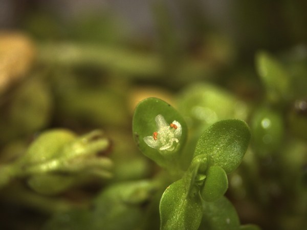 Manatee Mudflower, microscope view. Flower is 1.5 mm across.