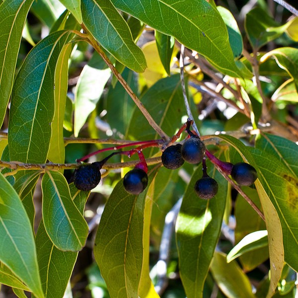 Lancewood fruits on a red "golf tee."