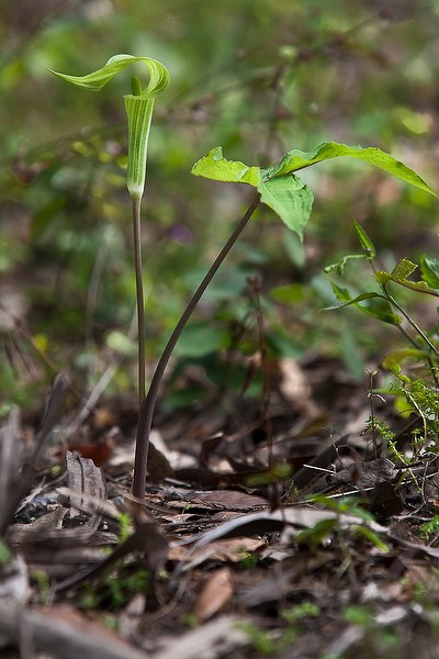Jack is the spadix. The pulpit is the spathe.  All photos today by John Bradford.