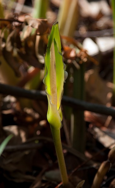 Spathe and spadix.  Male region of spadix exposed.  Female region at the base of the spadix, the spathe wrapped around.