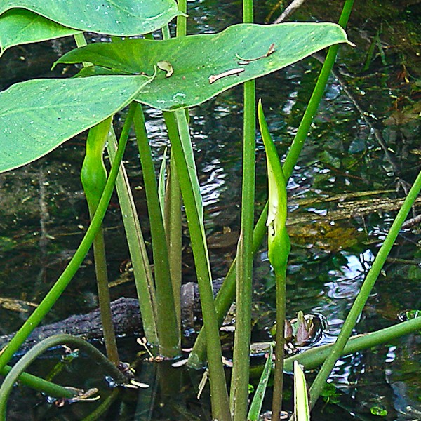 The spathe, with spadix enclosed, is the pointy object right of center.