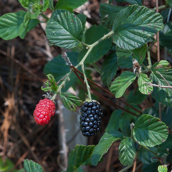 Rubus cuneifolius, unripe and ripe