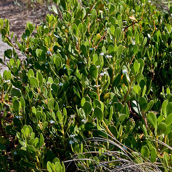 Inkberry on the dunes. All photos today by John Bradford.