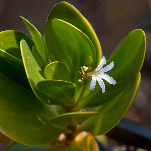 Inkberry flower