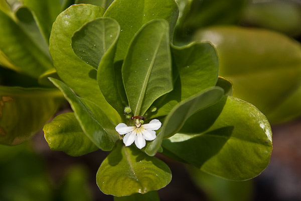 Beach Naupaka, the invasive exotic species, with curled leaves.