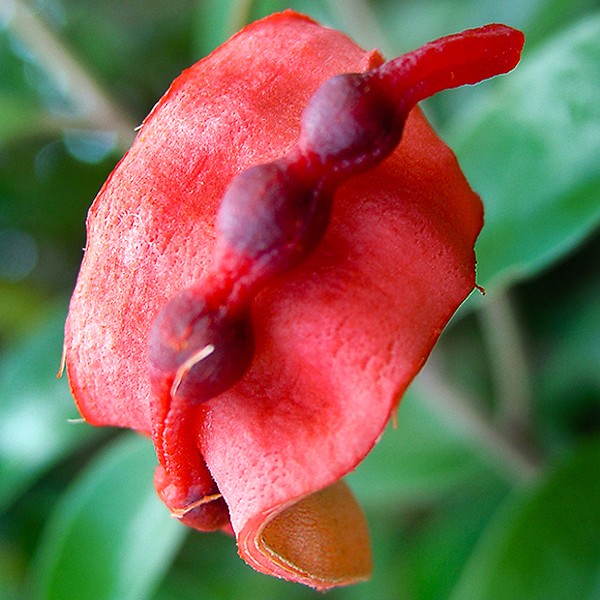 Capparasis cyanophallophora frt