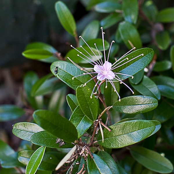 All of today's photos are Jamaica Caper, by John Bradford.