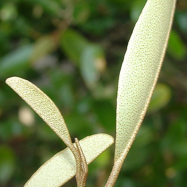 Butter knife buds on Jamaica Caper