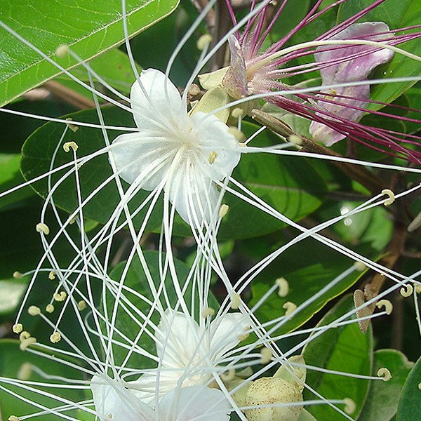 Capparis cyanophallophora close