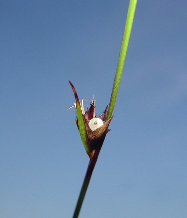 Peekaboo! (Scleria baldwinii by JB)