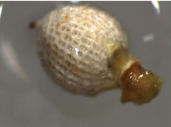 This species (S. reticularis) has a waffle pattern.