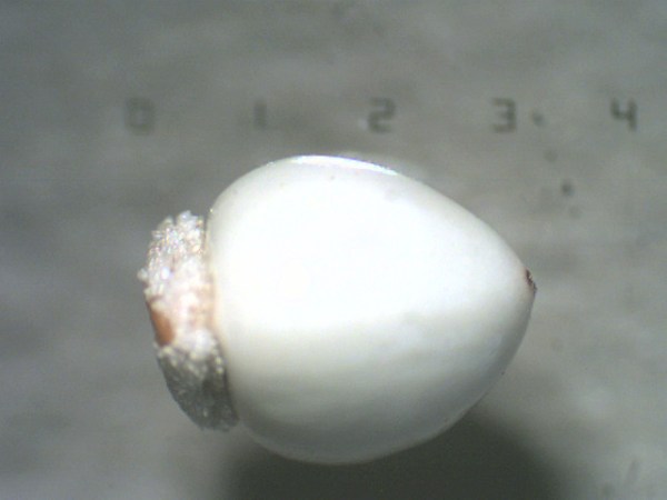 Scleria triglomerata, dispersed by ants.  The "hypogynium" is the handy dandy ant handle at the seed base, at the left.