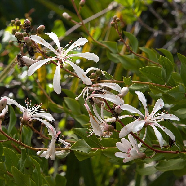 Tarflower was in bloom today. Photo by John Bradford.
