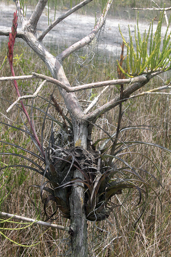 Northern Needleleaf, Tillandsia balbisiana, with ant colony