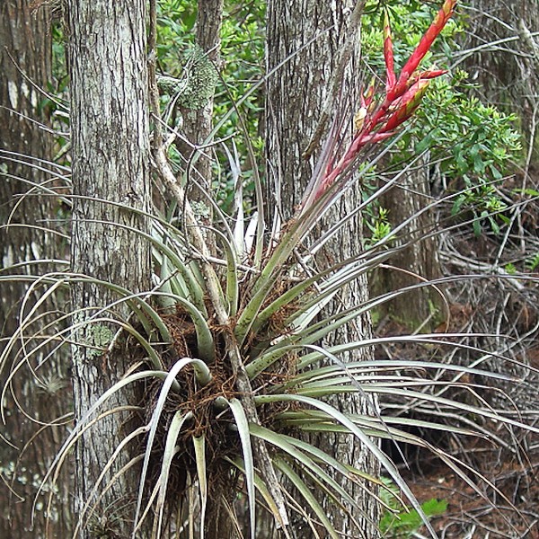 Cardinal Airplant, Tillandsia fasciculata