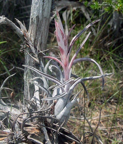 Potbelly Airplant covered with tiny scales